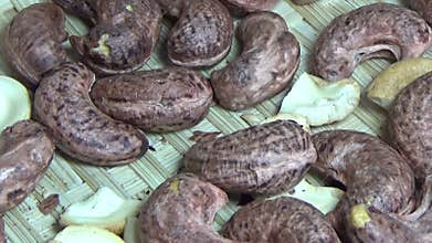 cashew nut scene, cashew shelling