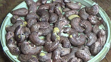 cashew nut scene, cashew shelling