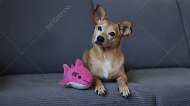 Small brown dog lying on sofa with pink shark plush