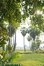 Beautiful Sugar Palm Forest by a Pond at Sunset