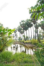 Beautiful Sugar Palm Forest by a Pond at Sunset