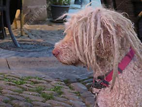 Beautiful dog with modern dreadlocks, friendly, kind, and well-bred