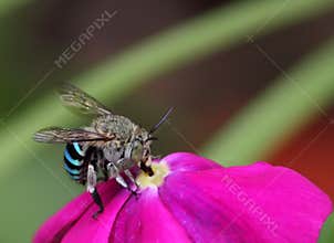 Honey bee on flower