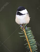 A Black-capped Chickadee On A Spruce Branch
