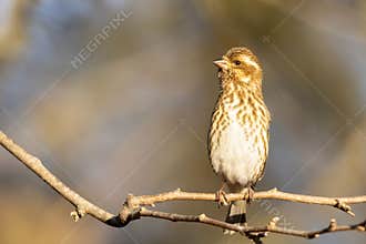A Female Purple Finch