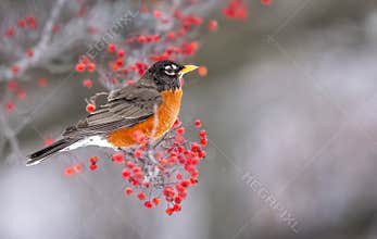 An American Robin In Crabapple Tree