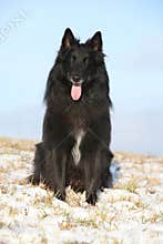 Beautiful Chien de Berger Belge in winter