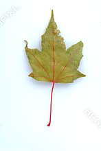 Gray Leaf of fall