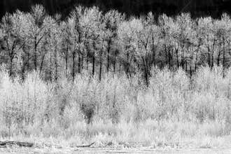 Frost on Trees in the Skagit Valley