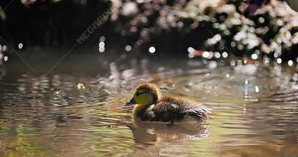 Duckling floating in a pond, cute little duck swimming in a lake.
