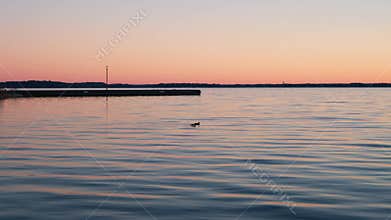 Two loons swimming through a vibrant pink sunrise over a fishing pier on lake Couchiching, Canada