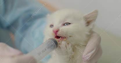 A vet feeds a white orphan kitten with a syringe, providing it with the care and nutrition it needs to stay healthy and