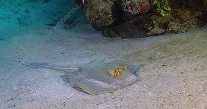 Blue Spotted Stingray on Coral Reef sheltering under coral on sandy bottom.