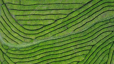 Top-down view of terraced tea fields in the Azores
