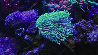leather coral fluorescent tentacle, hardy animal pet absorb dissolved organic matter, capitulum head move in laminar flow, LED low