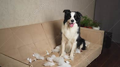 Naughty playful puppy dog border collie after mischief biting paper sitting on couch at home. Guilty dog and destroyed