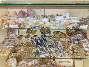 A well-organized display case shows a diverse collection of minerals, gemstones, and fossils Labeled specimens range