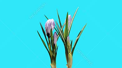 Growth of violet crocuses flower buds ALPHA matte