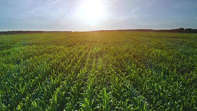 Slow low flight over a green corn field.