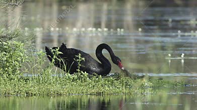 A black swan drags vegetation out of the water onto its nest site.