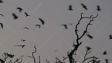 Fruit bat (flying fox) colony flying at dusk
