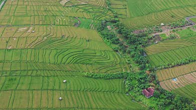Aerial view of vibrant rice terraces in Bali, Indonesia