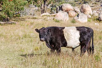 A belted Galloway bull stands in grass against a backdrop of granite rocks.