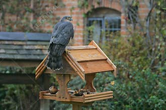Sparrowhawk, Accipiter nisus