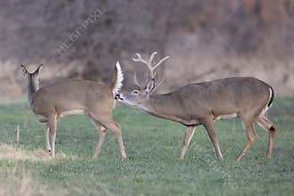 Reproduction Stage of Whitetail Deer