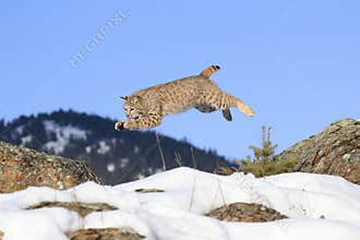 Pouncing on mouse