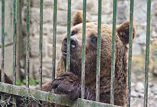 Brown bear behind bars