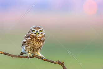 Little owls. Colorful nature background. Athene noctua.