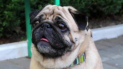 Pug dog