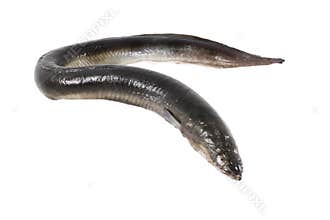 Eel isolated