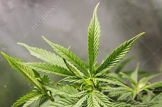 Marijuana Growing in a tent
