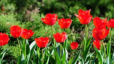 Red Tulips