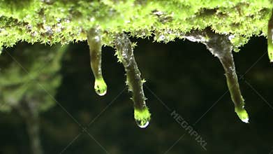 Water drops