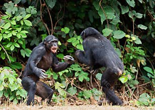 Fighting Chimpanzee