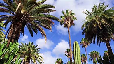 Low-angle view of palm trees and cacti against a vibrant blue sky with fluffy clouds