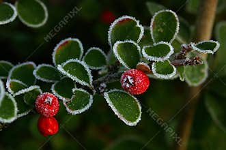 Cotoneaster and Ice 01