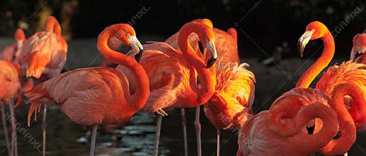 Carribean flamingos over beautiful sunset