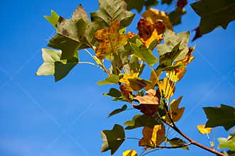 Fall Leaves in Florida