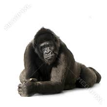 Young Silverback Gorilla