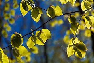 Backlit Leaves 3