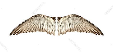 Pair of natural bird wings from inside view