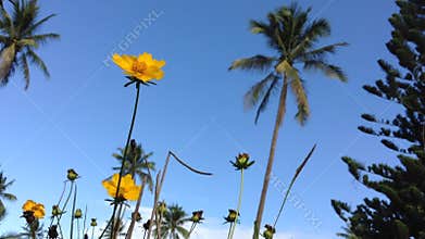 Waving Yellow Buttercup Flowers