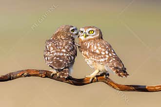 Romantic owls. Colorful nature background. Athene noctua.