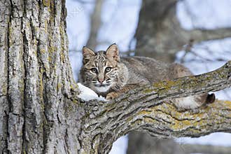 Young bobcat