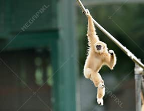 Gibbon monkey playing on rope