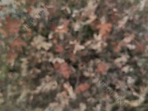 Abstrack blurred nature background, dry leaves of the forest, Brown nature in blurry style for creative design